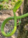 Show off the pattern and beauty of green snakes.ÃÂ  Royalty Free Stock Photo